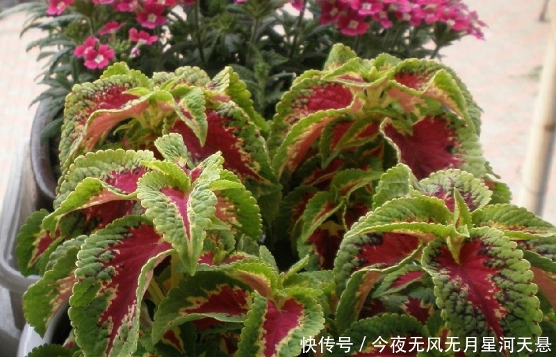 【实用价值】这种植物种在阳台上,不仅好看,而且还有很大的实用价值