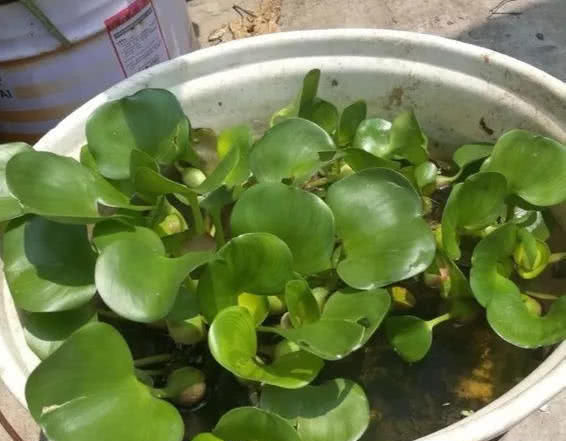  #透气的营养#这4种花，臭水沟挖点养盆里，1分钱不花爆10盆！