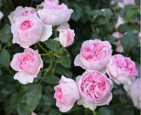  #花形#家养此款木本花卉，花形别致，开花一簇一簇，阳台呼呼爆成百花园