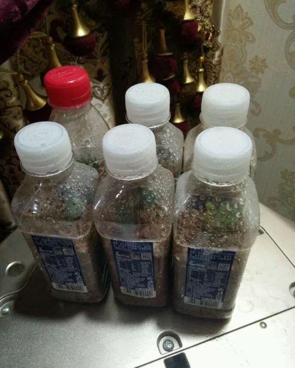 家里:养花人都有5个“习惯”,听说都中了,就是养花高手!