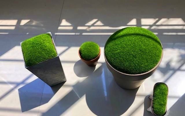  难养：苔藓很难养?选择这个品种,新手也能轻松养成绿地毯
