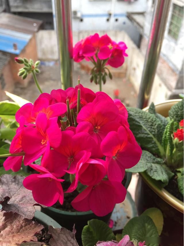 顶芽:这花就是欠“掐”,把顶芽掐掉,掐得越狠,开花越多