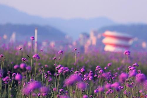 光明集团光明小镇