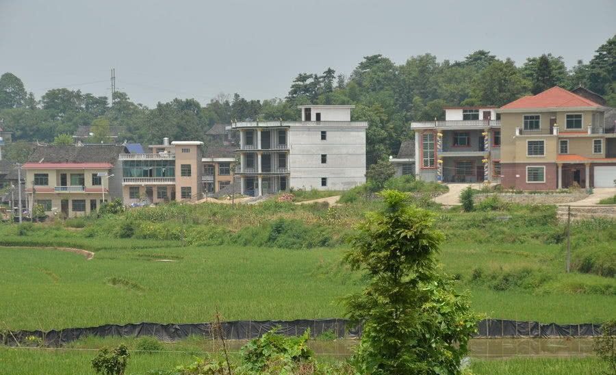  「肉鸡」喂了一年的土鸡却卖不动了，农民：城里人为啥都不买了