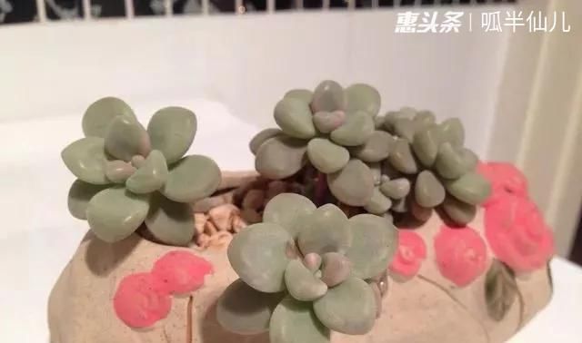 『白菜』多肉断水12天,绿白菜秒变红舞娘,想要上色就得...