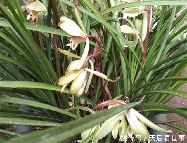 【困难】兰花浇水遇困难做好这4个动作,就能避免烂根、黄叶