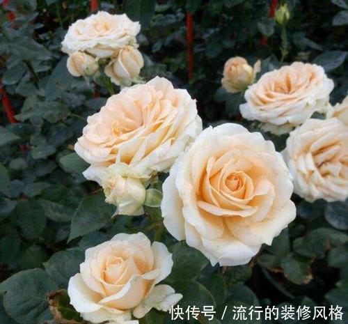  『盆栽』此花高贵典雅，好养花期长，开花颜值高，是阳台盆栽佳品