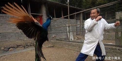  喂养■饲料成本低，一斤卖出100元，养殖新风口？农民：致富经可