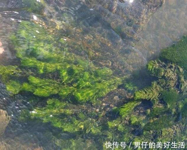 禁钓十年的原生态森林公园，泉水甘甜小鱼细腻鲜美