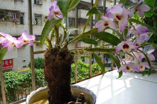【寓意】这3类植物,寓意好,净化空气'吸'甲醛,欣赏价值高又好养