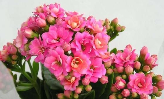  【家里】家里养五种“好运花”，红红火火“过大年”，富贵花开，雍容华贵