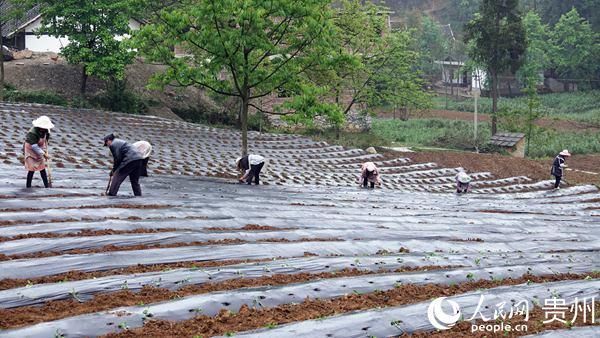  『产业结构调』纳雍县羊场乡：调结构打出“组合拳”促增收使出“连环招”