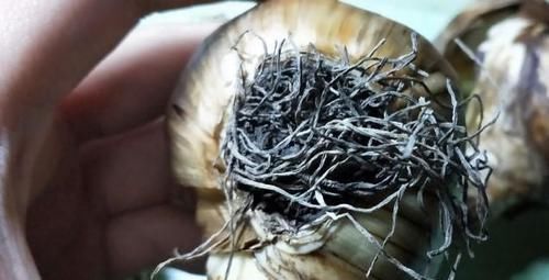 『提高』种植洋水仙前种球的处理,学一学,就能提高开花率!