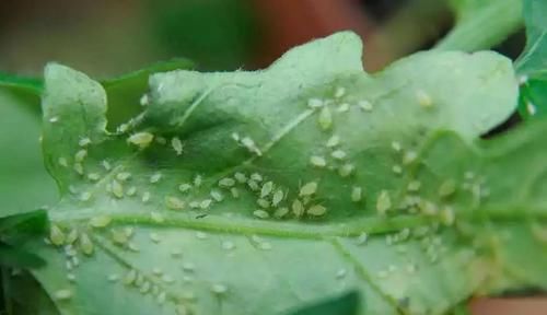  『盆栽』这7种植物虫害没处理好，想要养好盆栽花卉就难了