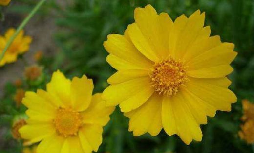 铃铛:夏天养花就养此4种,四季常开天天赏花,花朵如铃铛,绚丽多彩