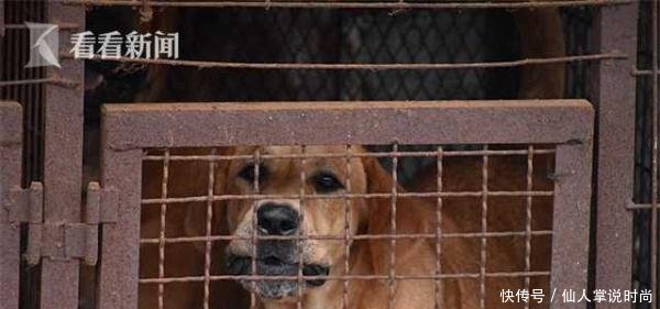 韩郊外现一狗肉合法加工厂1000只小狗等待被宰 快资讯