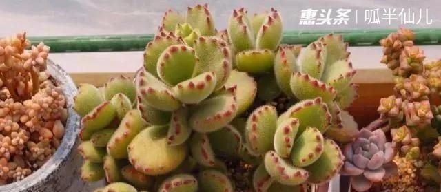 『白菜』多肉断水12天,绿白菜秒变红舞娘,想要上色就得...