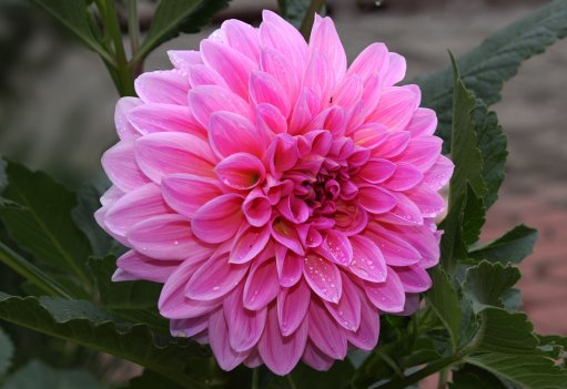  [惊鸿]在家养花，不如养些妖艳的菊花，开花似惊鸿起舞，花型圆滚惹人爱