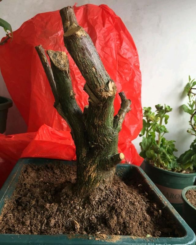  【直播间买】直播买的无根三角梅老桩头一个月还不发芽？栽种方式不对难发芽