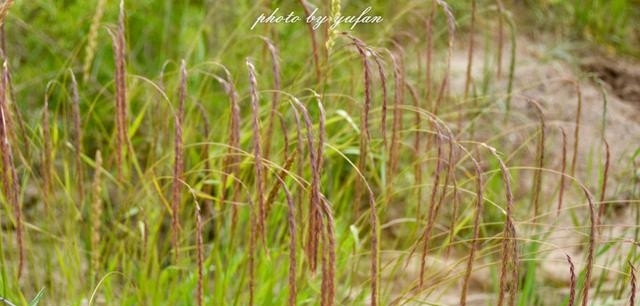 青海茫崖:柴达木盆地的奇迹之城,戈壁滩上的生命绿洲