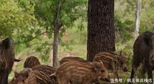  野鸡|在农村有一亩田，养殖什么比较好？“过来人”给出以下三个