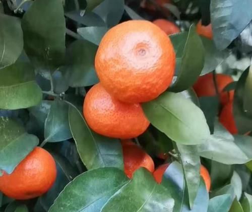  [采摘工]砂糖橘留在树上无法采摘，果农们说摘了也卖不出去，原