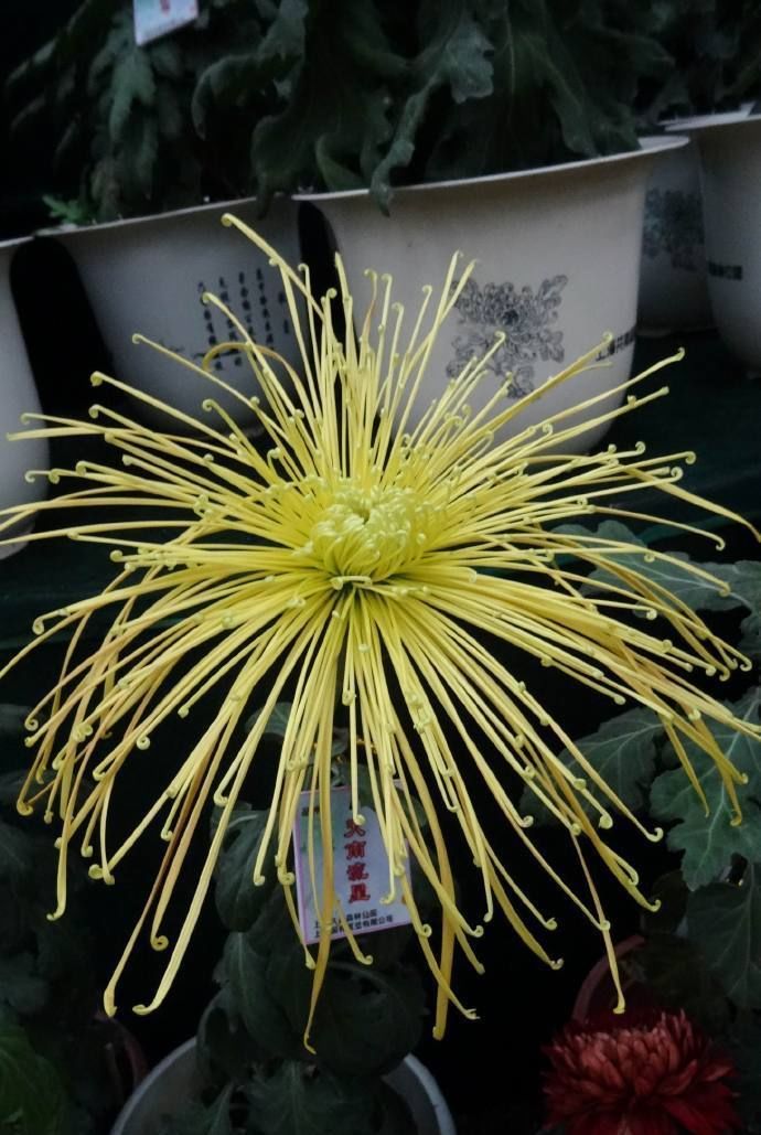 喜欢菊花的是盆景“珍贵的菊花”的花，月圆，闪耀着金色，有着美