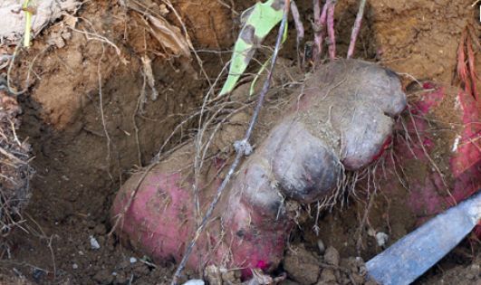  乡下|乡下一种野草，样子虽丑可价值大，农民看见视为宝贝，很珍