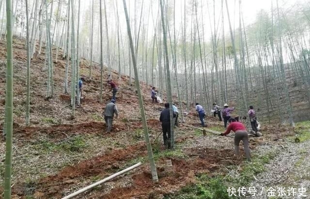  人工种植■竹林里才有的野味，千元一斤被捧上神坛，却没多少农