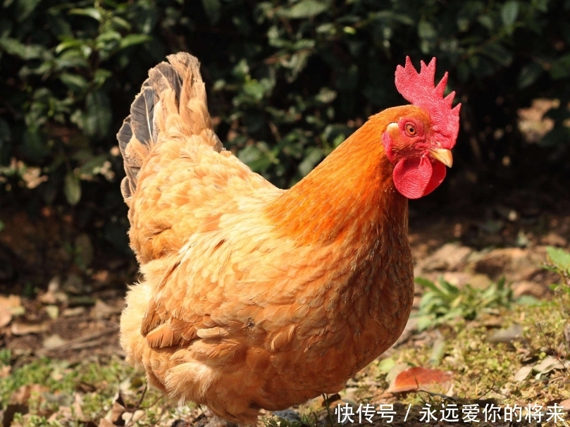  【喜欢】在农村，老一辈的农民总是喜欢养几只鸡，你知道是为什