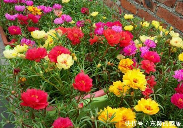 「花朵」太阳花养护技巧贴:开花、繁殖、养护,三大窍门让阳台变成花园