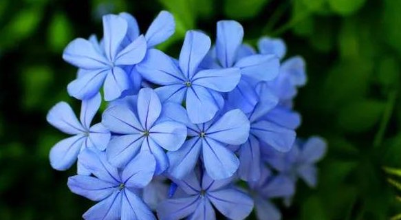  [立夏]这5款花卉，立夏就“开花机器”，春意盎然，繁花似锦，绚丽多彩