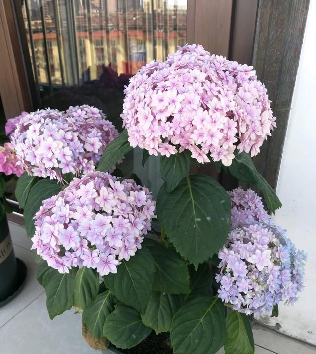  【盆栽】此款世界名花，花型硕大美丽，花期超级长，养护简单，是盆栽佳品