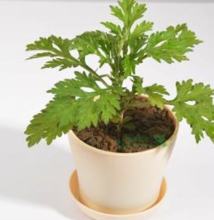  『植物』聪明人的卫生间和厨房，都会养这3种植物，难怪身体很健康！