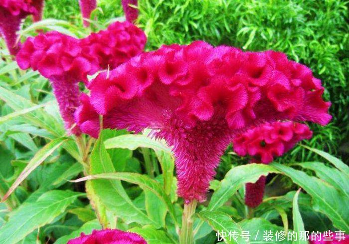 「不用」家庭盆栽选“4种花”,花色绚丽,花期长,不用费心就能开