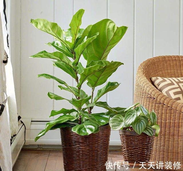 想到的植物@亲朋好友搬家顺手送几盆花,不俗气很用心,成本低性价比高