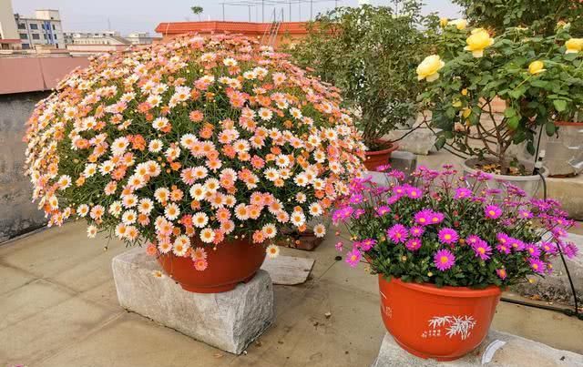 盆栽@此盆栽花是世界名花，号称“爆盆神器”，花期超半年，养护很容易