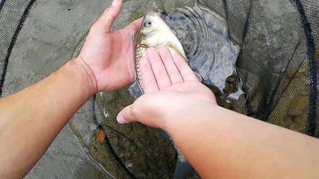 适合:玉米这样泡最适合在水库钓鱼啦!半个小时喜获斤鲫和鲤鱼!