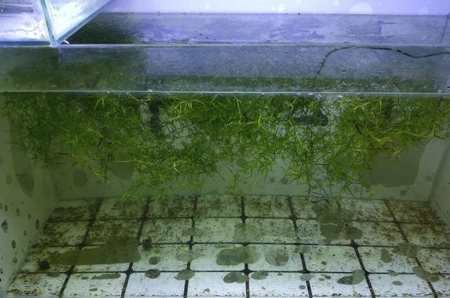 『小妙』使用蛋黄、鱼饲料投喂鱼苗，水质浑浊怎么办，几个小妙招搞定