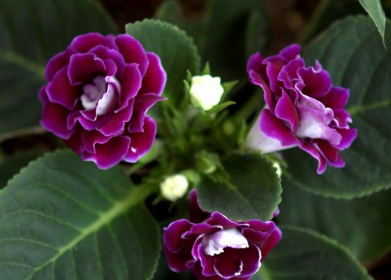  迷人眼■这些小菊花，在家一养，开花爆成花海，越看越美，花朵烂漫迷人眼