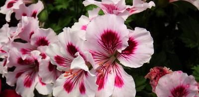  「花型」蝴蝶梅：春季开花早，花色丰富，花型像似蝴蝶，适合家庭养护