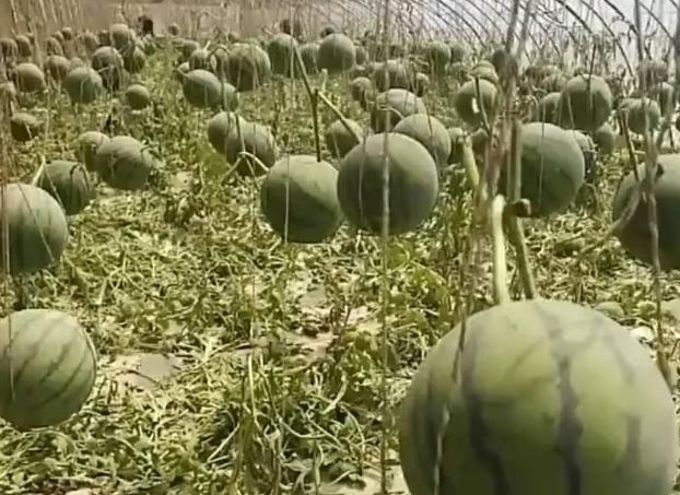 农民“吊”着种的西瓜，虽个头不大，产量却很高，年赚几十万