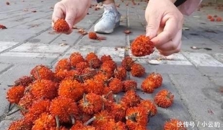  构树■农村常见树木, 白色汁液让人嫌弃, 果实像“灯笼”, 可用