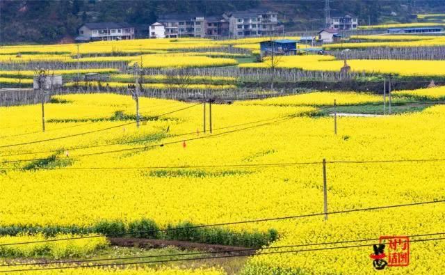  油菜花：一不小心，贵州黄平把春天打翻了