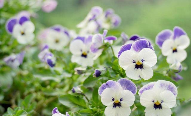 『观叶』3种花好养又漂亮,颜色丰富花量大,观叶又赏花,观赏价值非常高