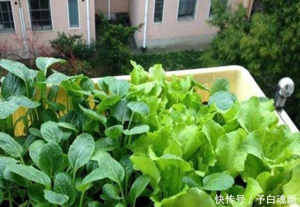 【蔬菜】秋天种4种蔬菜,好看又好吃,0技术要求,一长一大片!