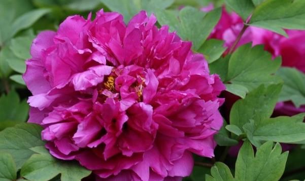  「籽怎么种植」它的种植期稍不同，春季不易种植，种子还要特殊处理