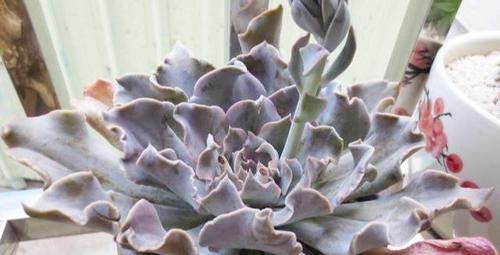 【艺术感】玉露“发功”成景天?2种方式把多肉搭配成让人羡慕的盆栽