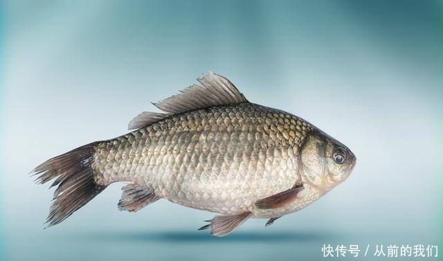 #清淡的饵料#钓鲫鱼只上小的不上大的?这些技巧能帮到你