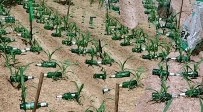  「玉米苗」山东一农民脑洞大开，一棵玉米苗旁边放个啤酒瓶，高